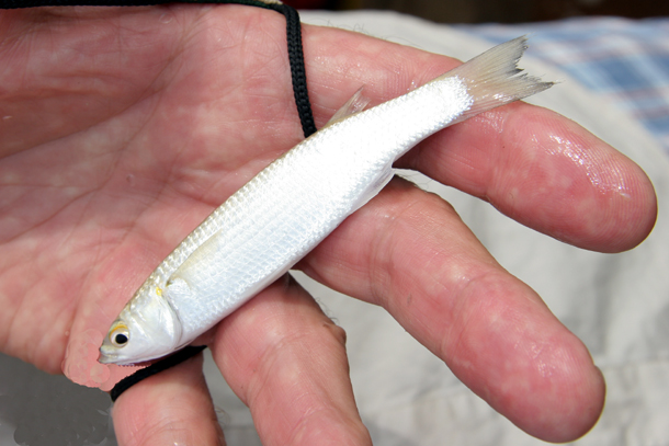 COMMENT: The importance of small things